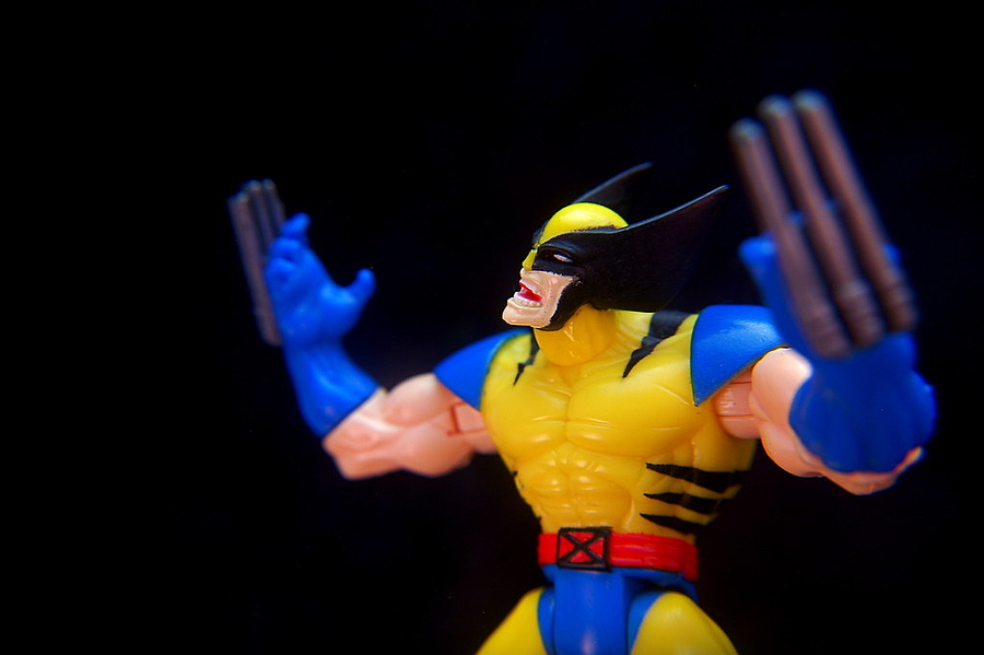 Auf den Mund geschaut: Können Wolverines Zähne nachwachsen? 