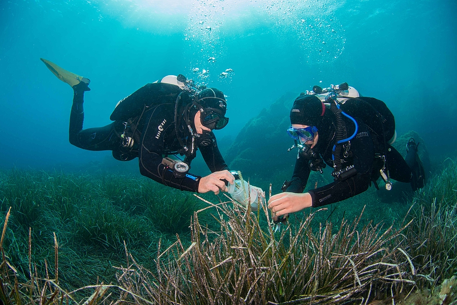 Antibiotika aus dem Meer