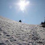 IMG_6426_800x533